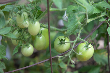 Close Up of Green Tomatoes in a Home Garden