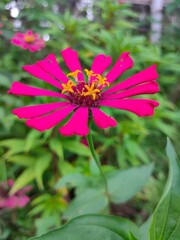 Obraz premium pink flower