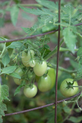 Close Up of Green Tomatoes in a Home Garden