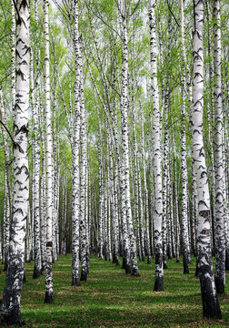 The first spring greenery on white birches in a sunny park