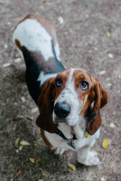 Basset Hound Eyes