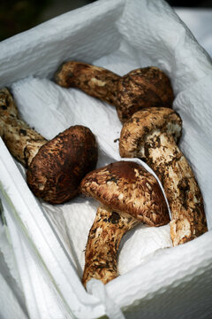 Fresh wild pine Tricholoma and mushrooms on an outdoor picnic party