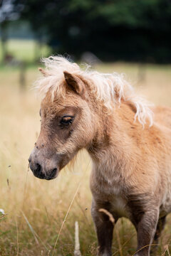Shetland pony foal