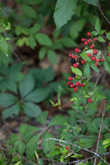 Obraz premium Wild Blackberry Bush With Ripening Berries