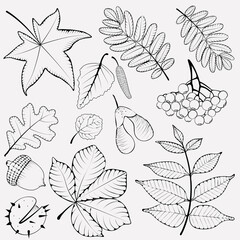 Leaf collection vector silhouette illustration .