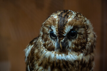 close-up owl head with piercing gaze