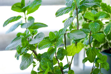 Fototapeta na wymiar Close up image of fresh mint leaves, selective focus