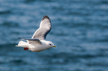 Red-legged Kittiwake (Rissa brevirostris) at St. George Island, Pribilof Islands, Alaska, USA