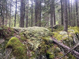 Obraz premium Moss covered forest floor of Maine woods