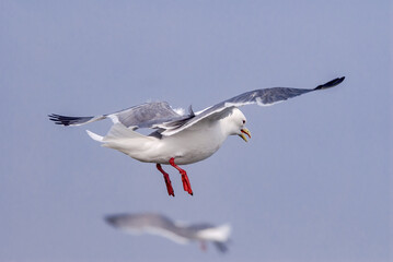 Red-legged Kittiwake (Rissa brevirostris) at St. George Island, Pribilof Islands, Alaska, USA