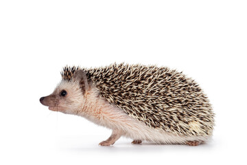 Cute baby African pygme hedgehog, standing side ways. ooking straight ahead. Isolated on a white background.