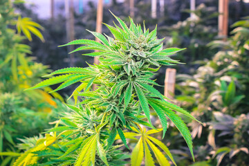 Compton Cannabis Organic Grow Op 