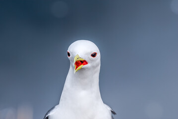 Red-legged Kittiwake (Rissa brevirostris) at St. George Island, Pribilof Islands, Alaska, USA