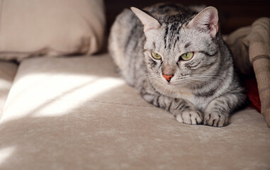 Portrait of a pretty cat is sitting on a sofa.