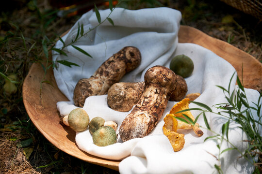 Fresh wild pine Tricholoma and mushrooms on an outdoor picnic party