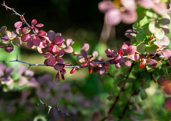 berries of forest plants on a green branch