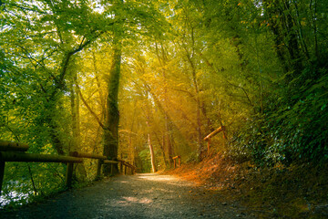 Path in the fantasy forest illuminated by a mystical light