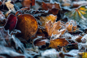 autumn leaves on the ground