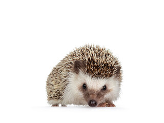 Cute adult African pygme hedgehog, standing facing front. Looking straight to camera. Isolated on a...