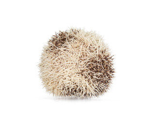 Adult African pygme hedgehog, rolled up. Isolated on a white background.