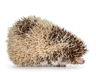 Cute adult African pygme hedgehog, standing in hiding side ways. Showing just nose. Isolated on a white background.