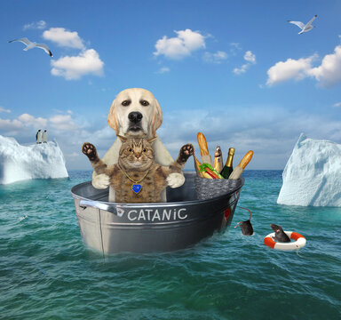 A dog with a cat after the shipwreck are drifting in a steel washtub called Catanic among the icebergs in the sea.
