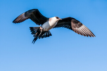 Parasitic Jaeger (Stercorarius parasiticus) in Barents Sea coastal area, Russia