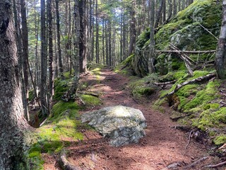 Maine forest in the 100 mile wilderness of the A.T.