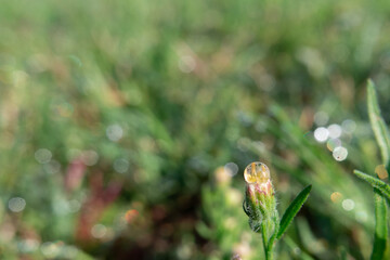 Drop of water in the top of a closed flower of chondrilla juncea.