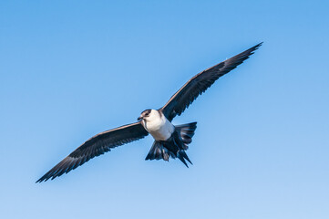 Parasitic Jaeger (Stercorarius parasiticus) in Barents Sea coastal area, Russia