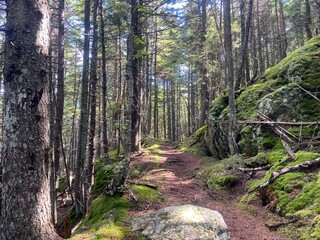 Maine forest in the 100 mile wilderness of the A.T.