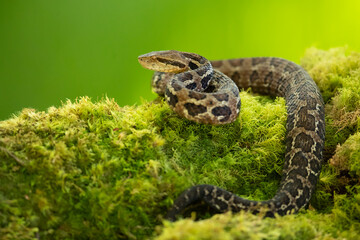 Cerrophidion godmani is a venomous pit viper species found in southern Mexico and Guatemala.It is also known as the Godman's montane pit viper