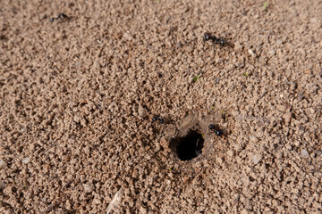 Ants working around the anthill.