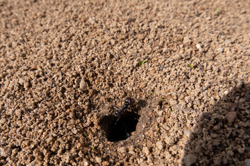 Ant going out of the anthill.