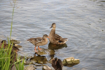 Entenfamilie am Ufer des Steinhuder Meeres