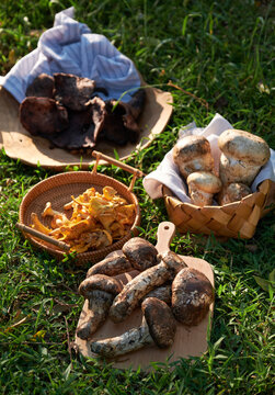 Fresh wild pine Tricholoma and mushrooms on an outdoor picnic party