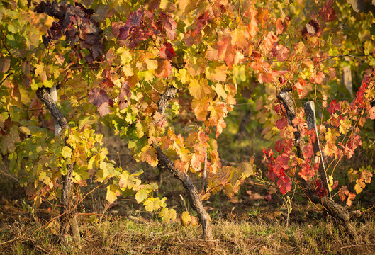 Autumn in the vineyards.