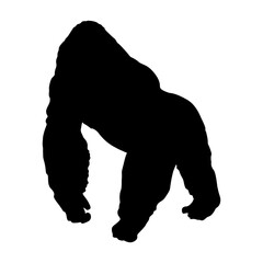 Standing Mountain Gorilla (Gorilla Berengei Berengei) On a Front View Silhouette Found In Map Of Africa.
