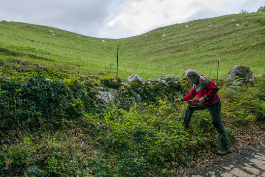 Man picking blackberries