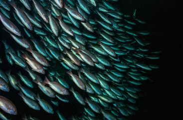 Shoal of Whipper Snapper (Lutjanus jordani) off Cocos Island, Costa Rica