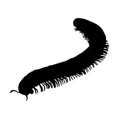 Walking Millipede (Diplopoda) On a Front View Silhouette Found In Map Of All Around The World. Good To Use For Element Print Book, Animal Book and Animal Content