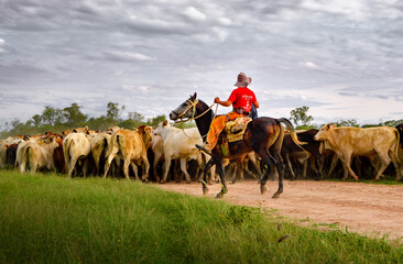 Gaucho rider chasing and gathering cattle in the Chaco Paraguay 
