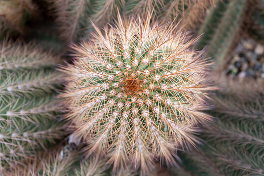 Round spiky mature cactus plant from above.