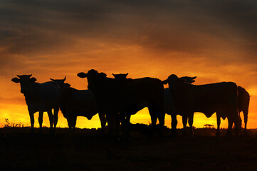 Brahman cattle silhouette standing in the sunset in Paraguay  - obrazy, fototapety, plakaty