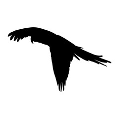 Flying Macaw Bird (Arini) On a Side View Silhouette Found In Map Of Central And South America. Good To Use For Element Print Book, Animal Book and Animal Content