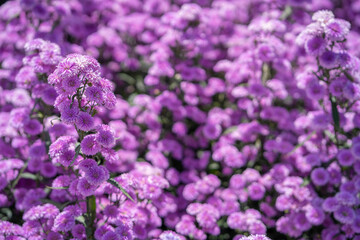 Beautiful blossom violet Margaret flower garden background. Summer background.