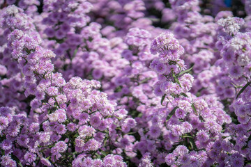 Beautiful blossom violet Margaret flower garden background. Summer background.