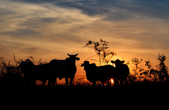 Brahman cattle silhouette standing in the sunset in Paraguay 