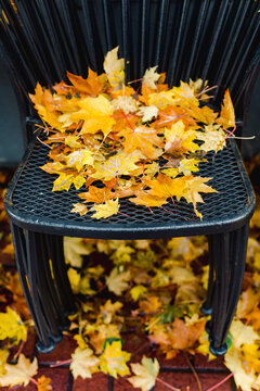 Fall Leaves on Black Chair