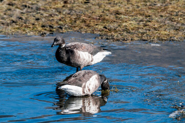 Molting Brent Geese (Branta bernicla) in Malibu Lagoon, California, USA